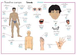 Kids practice vocabulary and questions as they play a version of guess who. Pin On Arabic