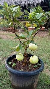 Dwarf Guava Plant Bonsai Plants Nursery