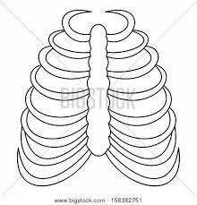 There is a printable worksheet available for download here so you can take the quiz. Rib Cage Icon Vector Photo Free Trial Bigstock