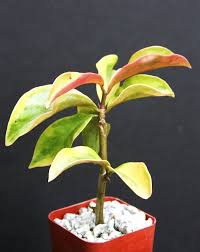 Image result for Pereskia aculeata