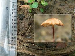 Image result for Marasmius siccus