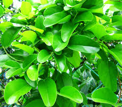 Image result for Tiliacora funifera