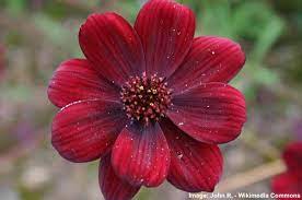Maybe you would like to learn more about one of these? Rare Flowers That Are Absolutely Beautiful With Pictures