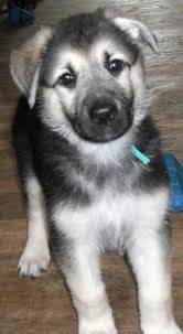 Dogs & puppies for sale. Black And Silver German Shepherd Puppies For Sale In Pa