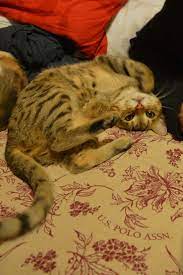 Tekir Bebekler Kedi Bebek