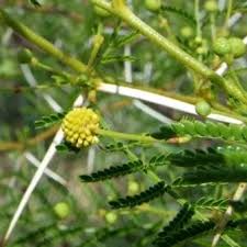 Image result for Acacia borleae