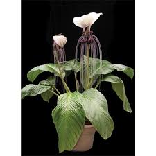 Check spelling or type a new query. White Bat Flower Tacca Integrifolia