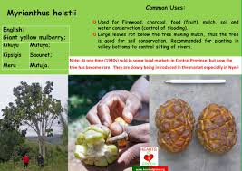 Image result for Myrianthus