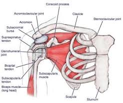 The clavicle (collarbone), the scapula (shoulder blade), and the humerus (upper arm bone) as well as associated muscles, ligaments and tendons. Shoulder Anatomy Muscle Anterior View Shoulder Anatomy Shoulder Joint Anatomy Joints Anatomy