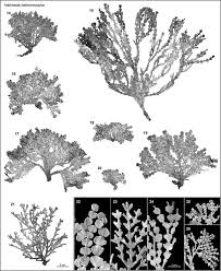 Image result for Heteromorpha