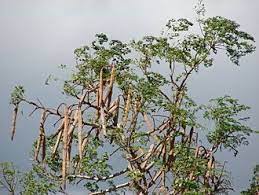 Moringa Moringa Seeds Moringa Tree Moringa