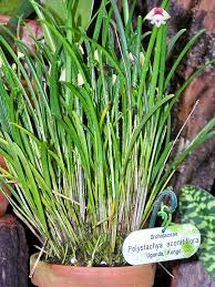Image result for Polystachya aconitiflora