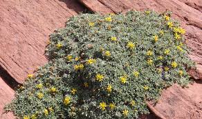 Image result for Heteropyxidaceae