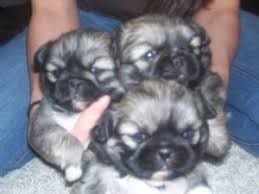 Browse thru our id verified puppy for sale listings to find your perfect puppy in your area. Pekingese Puppies In California