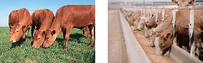 Industrial Livestock Production