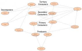 Food Web Insight Maker