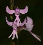 Image result for Cynorkis debilis