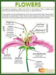 Enjoy Teaching Plants With Biology Activities For Kids Teaching Plants Teaching Biology Biology Activities High School