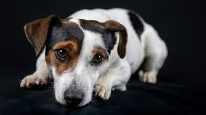 We did not find results for: 9 Arti Mimpi Anjing Pertanda Kebahagiaan Atau Nasib Buruk Ragam Bola Com