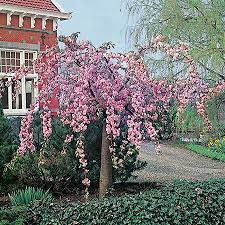 Maybe you would like to learn more about one of these? 6ft Cheal S Weeping Cherry Blossom Tree 10l Pot Prunus Kiku Shidare Zakura 109 99