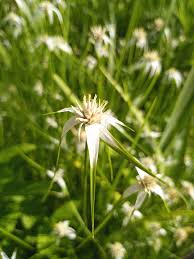 Image result for Rhynchospora rugosa