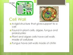 We did not find results for: Parts Of A Cell Ppt Download