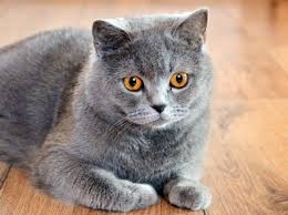 Bahkan tak jarang sang pemilik mengabadikan tingkah laku hewan peliharaannya. Halaman Download 30 Jenis Kucing Dari Seluruh Dunia Lucu Comel Dan Mengemaska
