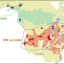 Image result for Brachystegia torrei