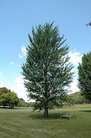 Sky tower ginkgo (ginkgo biloba 'jn9'): Princeton Sentry Ginkgo Ginkgo Biloba Princeton Sentry At Chalet Nursery Deciduous Trees Landscape Landscape Nursery