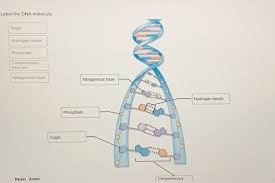 There are four nitrogenous bases that occur in dna molecules: Are The Answers Correct It Is Asking For A Dna Label Chegg Com
