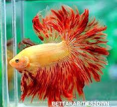 Betta breeding data / betta log for knowledge and reference. Live Betta Fish Orange Red Yellow Hm Male 4515 Raging Sun Rare Import Betta Fish Betta Fish