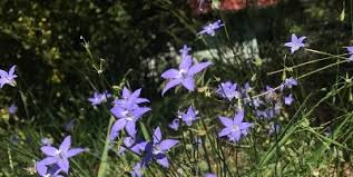 Image result for Wahlenbergia paludicola