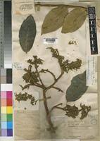 Image result for Vangueriopsis lanciflora