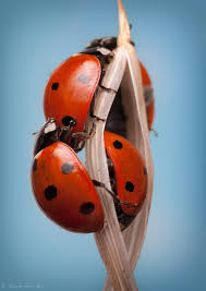 Are Black And Red Ladybugs Poisonous Pin By Jenny Black On Ladybugs Ladybug Lady Bird Ladybird