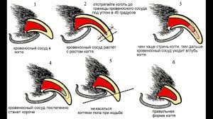 kak strich kogti sobake strizhka i in 2021 retail logos lululemon logo photo