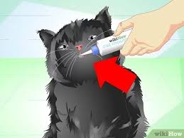 The following might signify internal. 3 Ways To Get Rid Of Bad Cat Breath Wikihow