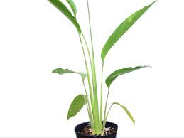 Image result for Maranta arundinacea