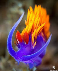 What does it look like? Spanish Shawl Nudibranch Photograph By Seeundersea Schildkrote Pferd See