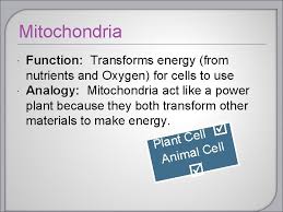 The energy is extracted from organic compounds through numerous enzymatic yet, the most important purpose of mitochondria in the cell is to actively participate in cellular respiration, which includes many chemical reactions. Cell Organelles 7 12 D Differentiate Between Structure