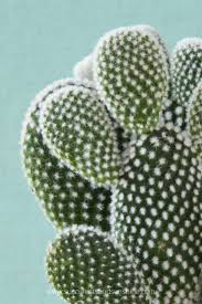 Chuck those cactus blocks into a furnace or similar device, and boom, green dye. Are Succulents Poisonous Succulents And Sunshine