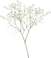 download top images for baby breath flowers png white on picsunday baby breath png full size png image pngkit baby breath flowers png white