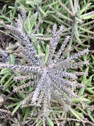 Image result for Kalanchoe latisepala