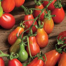 Mild flavor is popular for roasting or a fresh snack. Tomato Plum Cherry Red Pear Seeds From Mr Fothergill S Seeds And Plants