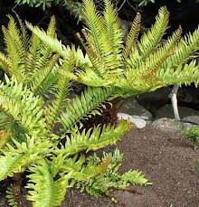 Image result for Blechnum