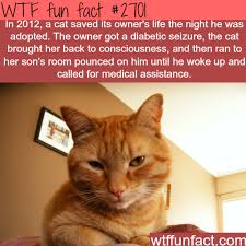 Posts which give information about cats. Pin On Wtf Fun Facts