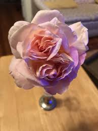 Check out our persevered roses selection for the very best in unique or custom, handmade pieces from our shops. Roses Don T Have To Be Difficult To Grow In Central Texas Entertainment Life Austin 360 Austin Tx