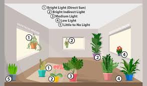 House plant tour | north facing window and 2 mystery plants! Houseplant Lighting 101 Van Wilgen S Garden Center