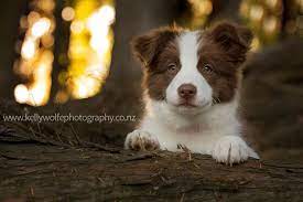Vogue By Kiwitakeflight On Deviantart Border Collie Puppies Animal Smile Dogs And Puppies