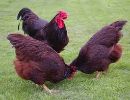 We earn a commission for products purchased through some links in this article. Choosing Your Chickens Chickens Guide Omlet Uk