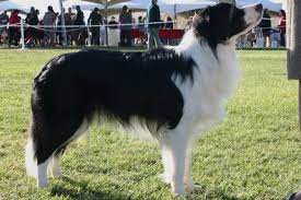 Pin On Border Collies